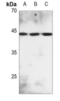 MKK2 (Phospho-T394) Antibody