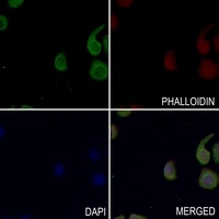 MKK2 (Phospho-T394) Antibody
