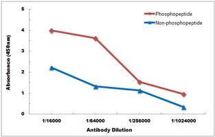 PKR (Phospho-T451) Antibody