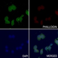 SHPTP2 (Phospho-Y542) Antibody