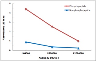 SHPTP2 (Phospho-Y542) Antibody