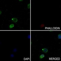 Paxillin (Phospho-Y118) Rabbit Polyclonal Antibody