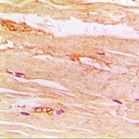 GLUT4 Antibody