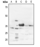 Syntaxin 1A Rabbit Polyclonal Antibody