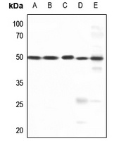 AP2 gamma Rabbit Polyclonal Antibody