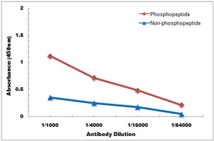 Tyrosine Hydroxylase (Phospho-S71) Antibody