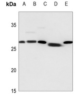 14-3-3 zeta Antibody