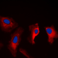 14-3-3 zeta Antibody