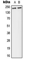 Separase (Phospho-S1126/801) Antibody