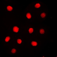 Separase (Phospho-S1126/801) Antibody