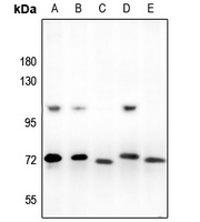 ARNT2 Rabbit Polyclonal Antibody