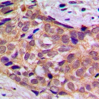 14-3-3 theta Rabbit Polyclonal Antibody