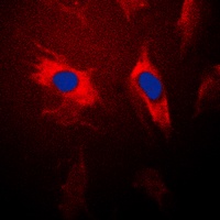14-3-3 theta Rabbit Polyclonal Antibody