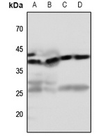 EDG7 Rabbit Polyclonal Antibody
