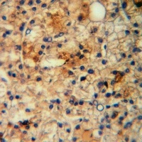 EDG7 Rabbit Polyclonal Antibody