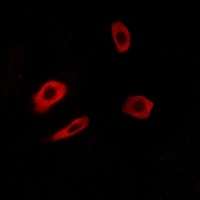 EDG7 Rabbit Polyclonal Antibody