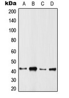 ARFIP1 Rabbit Polyclonal Antibody