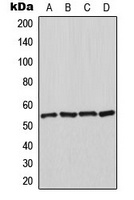 HSPA14 Rabbit Polyclonal Antibody
