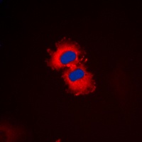 MLTK Antibody