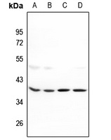 MRPL39 Antibody