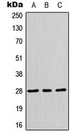 HES6 Rabbit Polyclonal Antibody