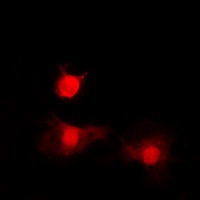 Histone Deacetylase 8 (Phospho-S39) Antibody