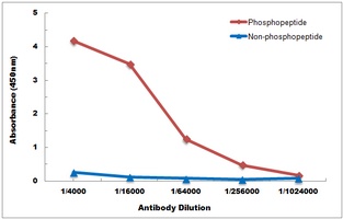 Histone Deacetylase 8 (Phospho-S39) Antibody