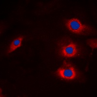 HECW2 Antibody