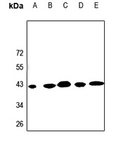 KCNK15 Rabbit Polyclonal Antibody