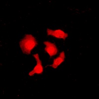 CABLES1 Rabbit Polyclonal Antibody