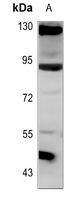 ANKRD20A3 Rabbit Polyclonal Antibody