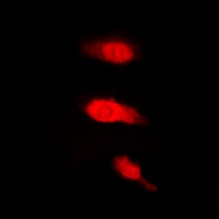 HuB Rabbit Polyclonal Antibody