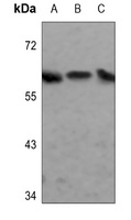 Synaptotagmin Rabbit Polyclonal Antibody