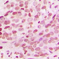 Histone H3 Antibody