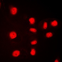 Histone H3 Antibody