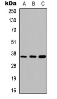 Annexin A5 Rabbit Polyclonal Antibody