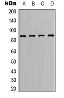 BCL6 Antibody