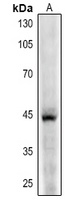 CD123 Antibody