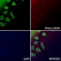 CD85j Rabbit Polyclonal Antibody