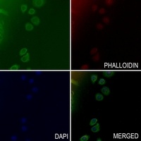 Collagen 15 alpha 1 Antibody