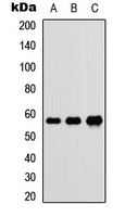 DnaJC3 Antibody