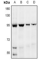 EDEM1 Rabbit Polyclonal Antibody