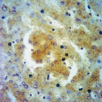 EDEM1 Rabbit Polyclonal Antibody
