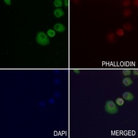 EDEM1 Rabbit Polyclonal Antibody