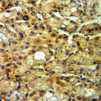 FGF4 Antibody