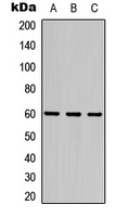Frizzled 4 Rabbit Polyclonal Antibody