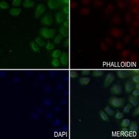 IL-20RA Antibody