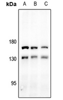 MAP126 Rabbit Polyclonal Antibody