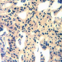 MAS1L Rabbit Polyclonal Antibody