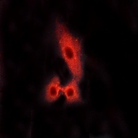 MAS1L Rabbit Polyclonal Antibody